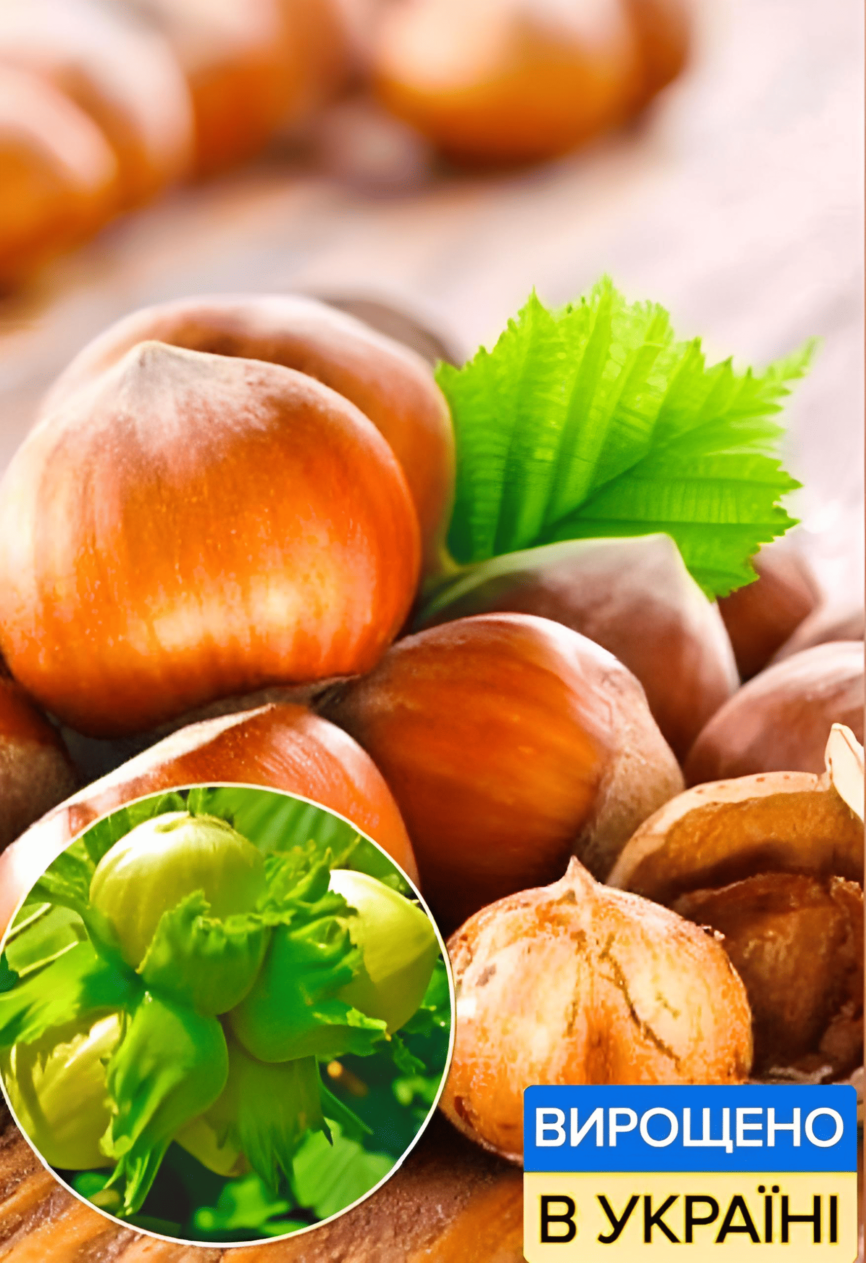 Фундук «Барселонський»