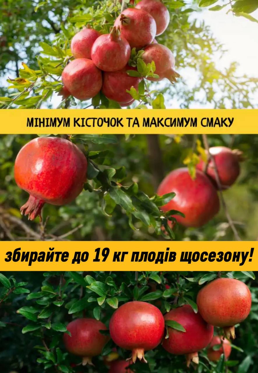 Кущовий гранат «Фламенко»